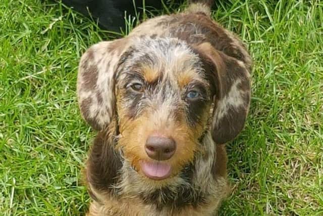 Police have recovered two of the eight dachshunds stolen from a home near Swadlincote last month.