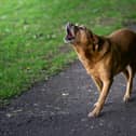 In February, a member of the public supplied CCTV footage of a dog straying from a property in breach of Section F of the Order, which states that dogs must be kept on a lead on ‘each and every length of road’. (Image for illustration purposes only)