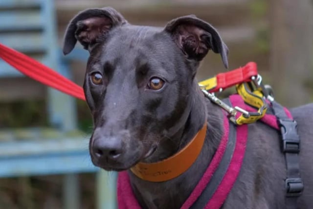 One-year-old Primrose is a sweet and gentle girl who loves socialising with other dogs and going on long, quiet walks. She is energetic and would flourish in a peaceful, less busy
environment.