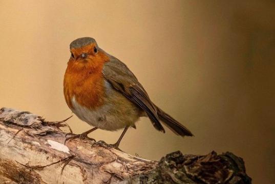 The birds are out and chirping. From @danielleneedhamphotography