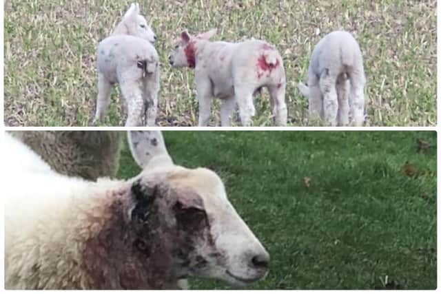 These photos were taken from incidents involving livestock being attacked in Derbyshire.