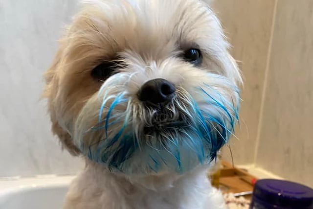 Millie's got herself into a mess here ... we don't think she'd make the best Smurf.