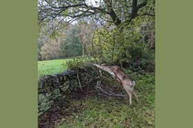 The animal welfare charity was contacted by a concerned member of the public who found a struggling deer in Quarry Road, Morley on Friday, November 3. (Photo credit: RSPCA)