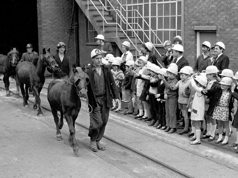 Turk, Prince and Mettle retired from Shirebrook Colliery in June 1971. Turk and Mettle spent 17 of their 22 years working down the mine, while 10-year-old Prince spent four years underground.