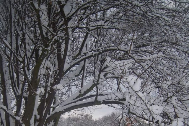 Snow covered branches. From Kerry Skillcorn.