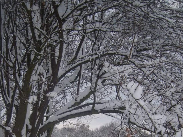 Snow covered branches. From Kerry Skillcorn.