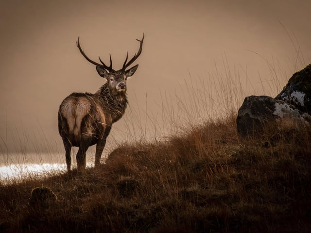 The pictures are reminiscent of the famous Edwin Landseer painting the Monarch of the Glen.