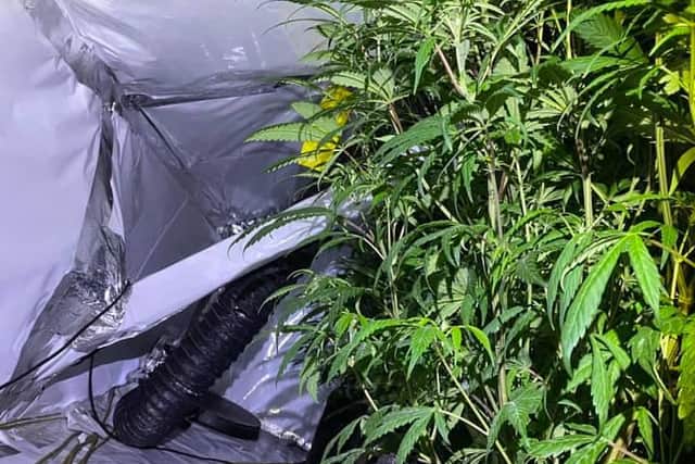 The force seized a number of plants and equipment used to cultivate cannabis.