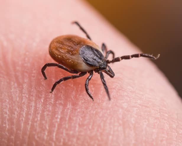 Ticks are becoming increasingly common in the UK, due to excess vegetation and restrictions on sheep grazing.