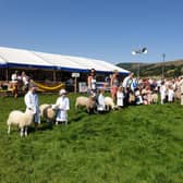 The sheep line up at Hope Show