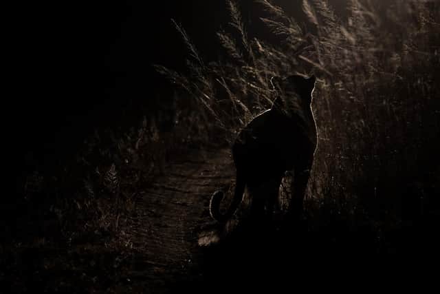 Tracy-Jane said the black cat was the size of a large dog.
Alta Oosthuizen - stock.adobe