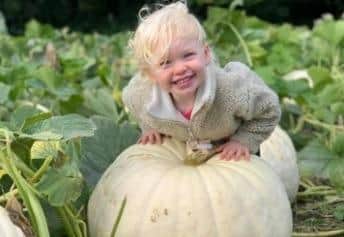 Two-year-old Tllly Tomlinson explores the giant pumpkins on her family's farm at Eastwood Lane, Ashover.