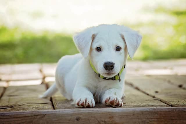 The council says people buying a puppy or a dog can promote and protect animal welfare by buying responsibly.