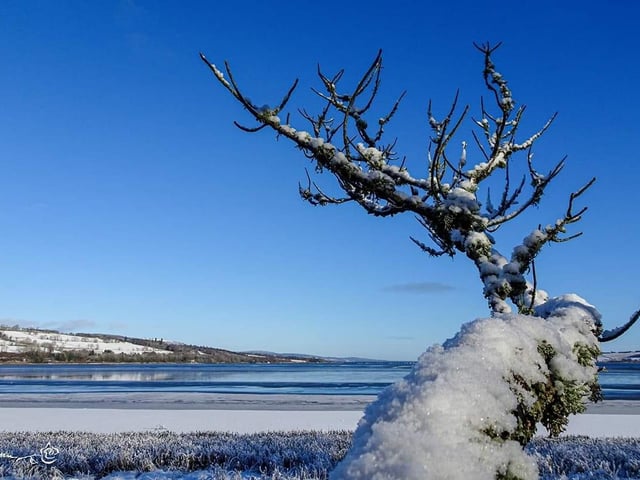 This picture of a snow and ice covered tree was taken by Annick Cornu.