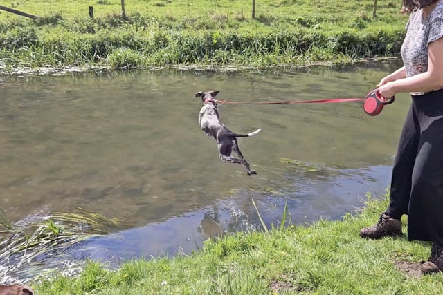 Steph Cousins, 35, throws a stick into a river for Winnie to fetch - not expecting to end up making a splash herself.
