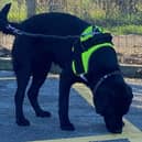Rosie, a 15 months labrador has just finished her training to become a sexual crime scene search dog