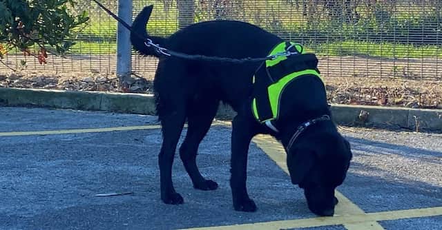 Rosie, a 15 months labrador has just finished her training to become a sexual crime scene search dog