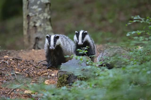 The 1000th badger was vaccinated in Derbyshire on Wednesday (Photo credit: Pixabay)