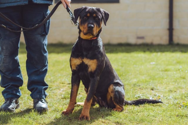 A one year old rottweiler, River still has plenty of growing to do. She's a smart, gentle dog who may be able to get along with others of her species - however, she'd rather not live with a cat.