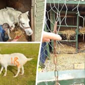 Animals at the Haywill Animal Centre in Glossop, Derbyshire, were found to be suffering from a severe set of maladies.