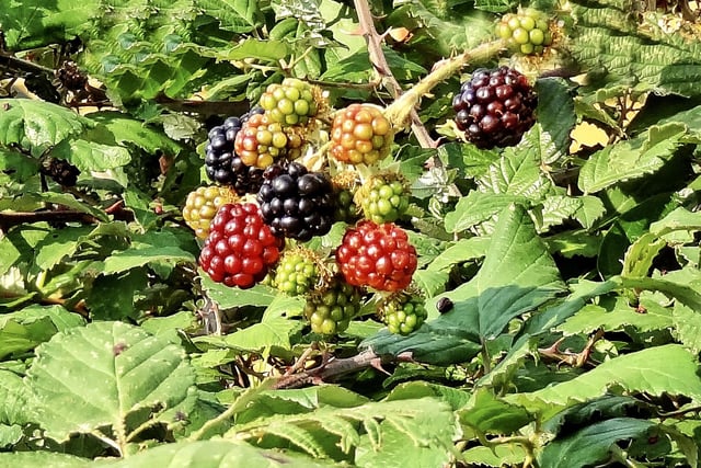 Autumn blackberries.