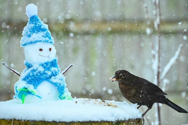 What a perfect shot by Janice Dyson, in Wingerworth! Love the tiny snow man.