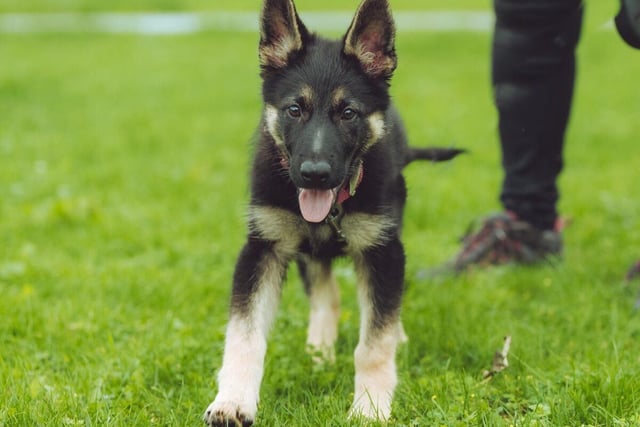 Millie, a German Shepherd female puppy, is just four months old and a recent arrival at the RSPCA shelter at Spital Lane, Chesterfield.