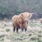 A charming shot of a pair of Highland cows, snapped by David Hodgkinson at Shipley Park.