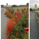 The grass verges in Barlow have been sprayed with chemicals, which killed off all wildflowers.