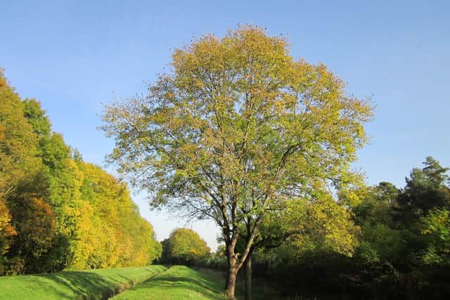 Ash trees are the second most common species of tree in Derbyshire, being particularly prominent in limestone regions, and it is estimated there are around 9million ash trees in the county as a whole.
