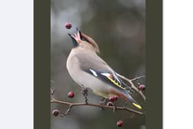 Ashley Hodgkinson captured this wonderful photo of a Waxwing at Gang mine in Wirksworth