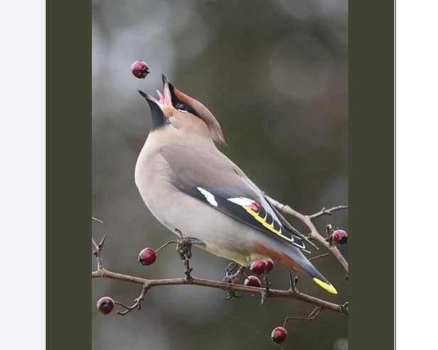 Ashley Hodgkinson captured this wonderful photo of a Waxwing at Gang mine in Wirksworth