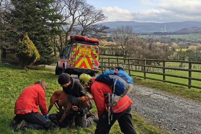 The Hungarian Vizsla was taken to a veterinary practice in Sheffield.