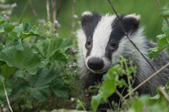 Figures published yesterday show that another 33,627 badgers were culled nationally, 1,939 of those in Derbyshire.