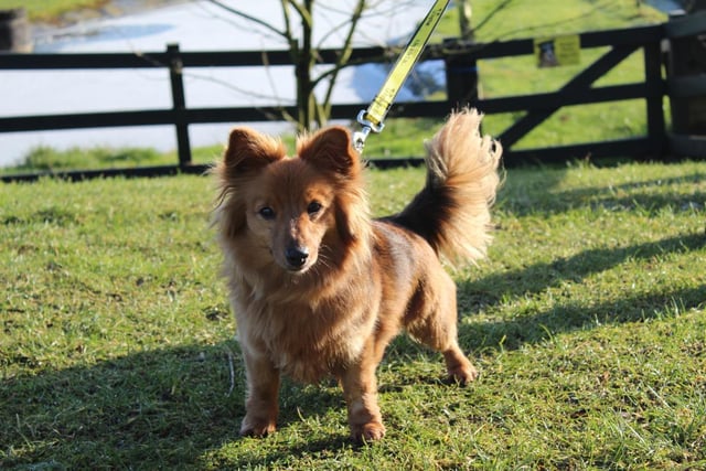 Barney is a beautiful little guy who loves his walks and has big energy levels for such a small boy.  He is looking for an understanding, adult only home with no visiting children.