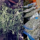 Officers have seized a large number of cannabis plants in Barlborough.