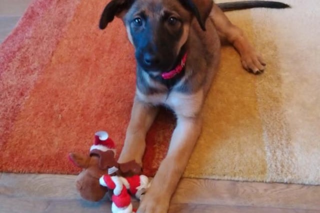 Rosaleen is a ten-week-old Belgian Malinois cross who is an affectionate, calm and inquisitive pup who loves to play. She is making great progress with house training.