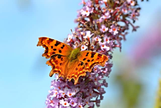 Comma is another butterfly species which is likely to be seen on buddleias (photo: Butterfly Conservation/Andrew Cooper)