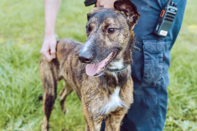 Hades is a one-year-old lurcher type male who is soft, quiet, initially  reserved and loves those who show him kindness. He gets on well with other dogs. Hades could live with children aged 11 to 15 years. He will need some basic training and to learn that it's OK to be left alone.