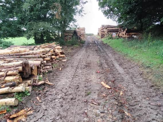 Handley Wood has allegedly been 'ravaged' by heavy machinery