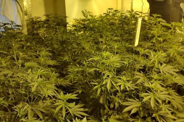 Hundreds of cannabis plants were discovered on the second floor of a building on Stand Road, Newbold, on July 21.
Police say the area of the building where the grow was found was separate to the two businesses located on the ground floor – with neither having any involvement with the second floor.