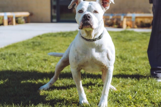 The most gentle American Bulldog you will meet, Tia is sweet and tender but shy with strangers. She is six years old, loves lots of fuss and attention and can be left on her own for short periods. Tia could be adopted by a family who has children aged 11-15 years. While she wouldn't mind sharing a house with a cat, she would prefer to be the only dog. Tia does have a medical condition.