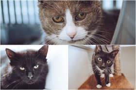 Could you give one of these cats a loving home?