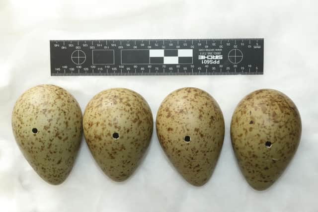 Curlew eggs found in the collection. Credit: G Shorrock