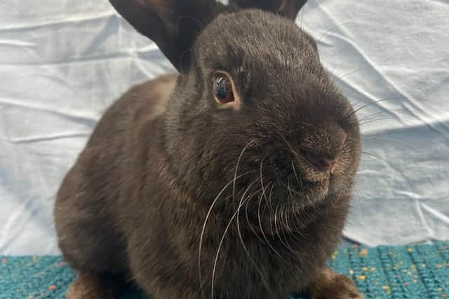 Anthony is a friendly, inquisitive, one year old bunny currently being cared for at the RSPCA's shelter in Derby.
