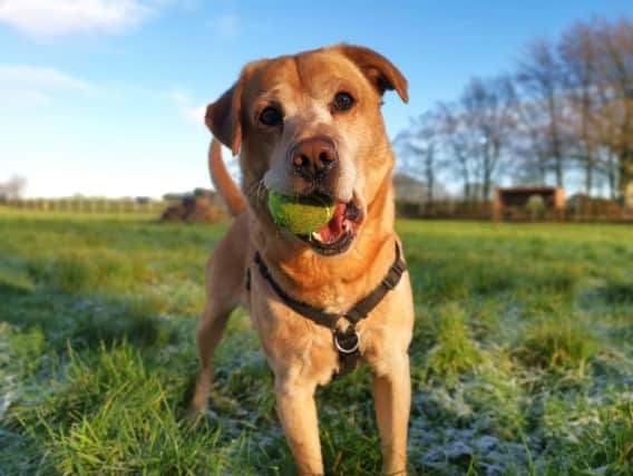 A number of dogs are available for adoption.  Photo: Dogs Trust Ballymena