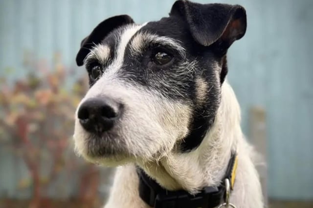 Gilly, the sweet 11-year-old Parson Russell Terrier, can live with young adults aged 15 and over. She prefers to be the only dog, as she struggles to socialise with other canines. Gilly enjoys the outdoors and would thrive in a quiet, dog-friendly neighbourhood.
