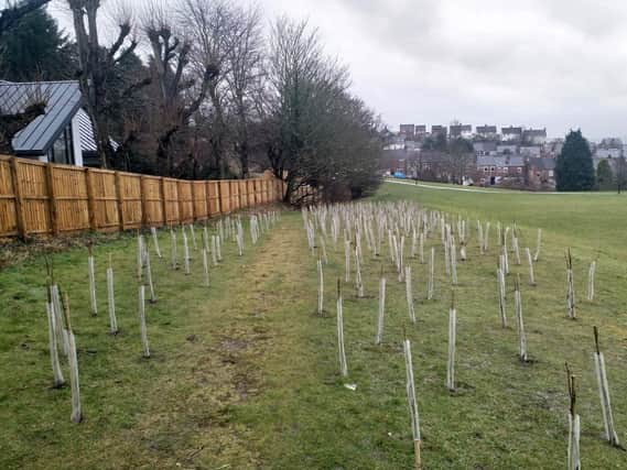 Some of the new saplings planted by Chesterfield Borough Council in Spital Park, which have since been removed