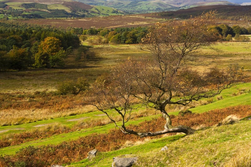 Look out for majestic red deer on the moors of Longshaw.  Autumn is a wonderful time to see the wild herd of red deer. The rut (mating season) runs until mid-October. Follow red deer and edges walk for a chance to spot them on this moderate 2.5 - 3-hour walk, not suitable for wheelchairs. https://www.nationaltrust.org.uk/visit/peak-district-derbyshire/longshaw-burbage-and-the-eastern-moors/frogatt-curbar-white-edge-red-deer-walk