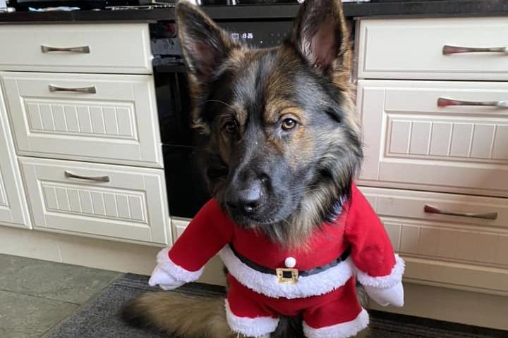 Rita Snowden submitted this photo of 'Barney Claus' looking wonderful in his suit.